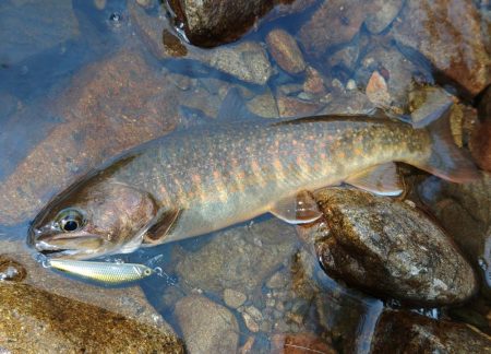 ＧＷに渓流釣り ～長良川水系～